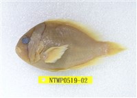 藏品(白條海葵魚)的圖片